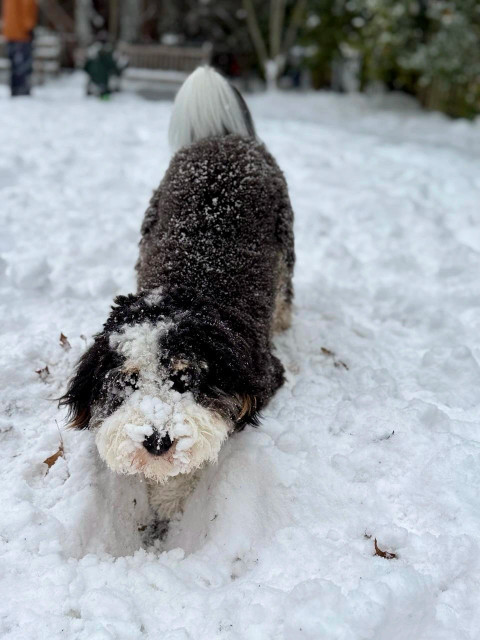 A black & white dog with his face covered in snow