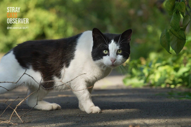 A cow cat is sneaking up on us cautiously