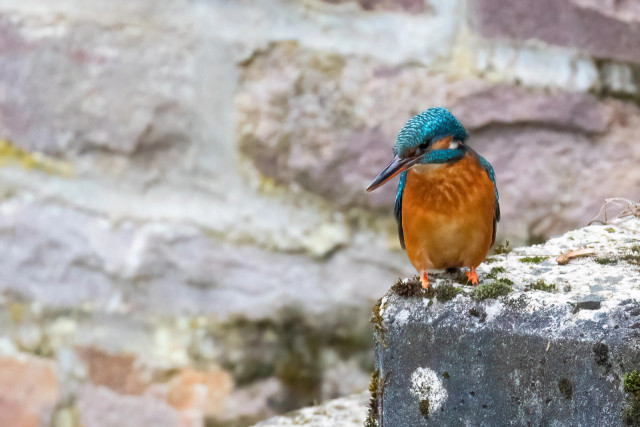 Ein Eisvogel auf einer steinernen Treppe blickt abwärts