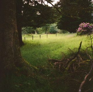 A colour photograph of late evening on summer solstice looking over long summer grass under large trees to a small fence. 